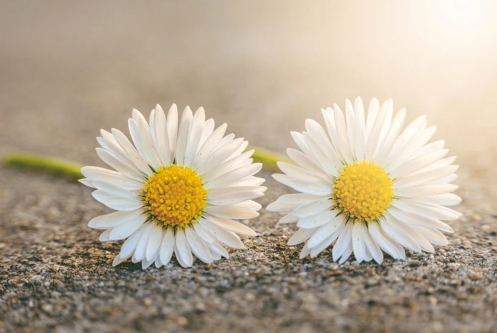 Easter Memorial Gerber Daises